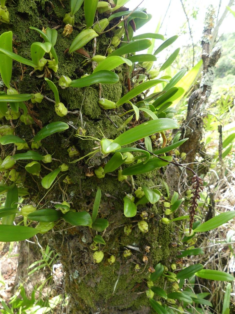 Bulbophyllum incurvum habit