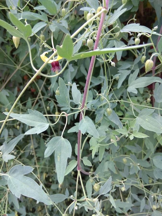 Clematis glauca — search result for 'Clematis'