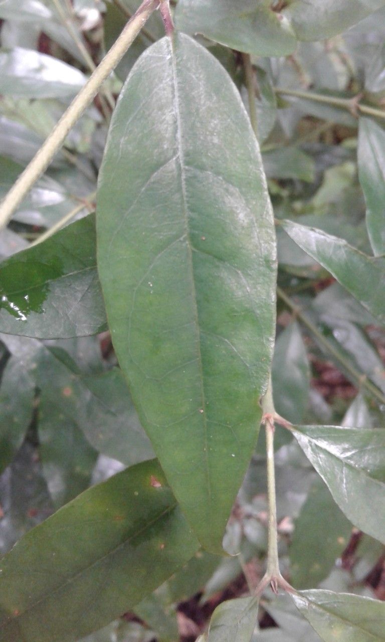 Coffea humblotiana leaf
