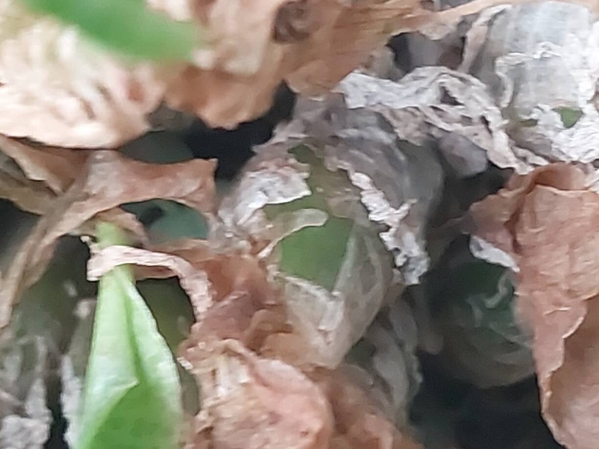 Ledebouria parvifolia bark