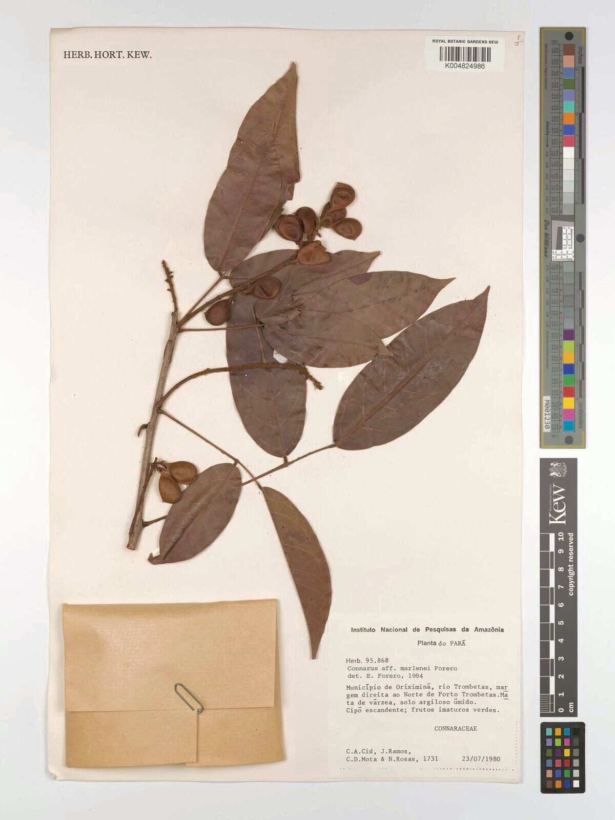 Connarus marleneae — houseplant care guide