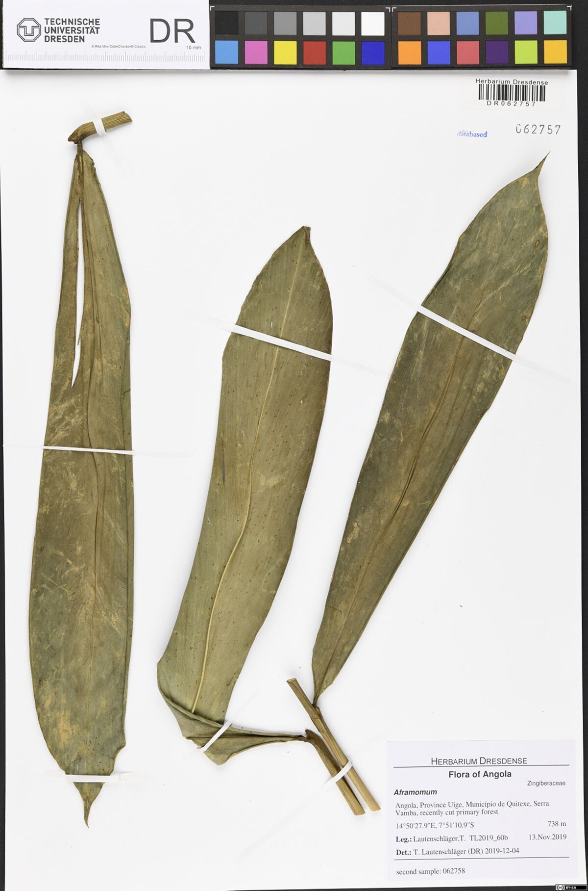 Aframomum parvulum — houseplant care guide