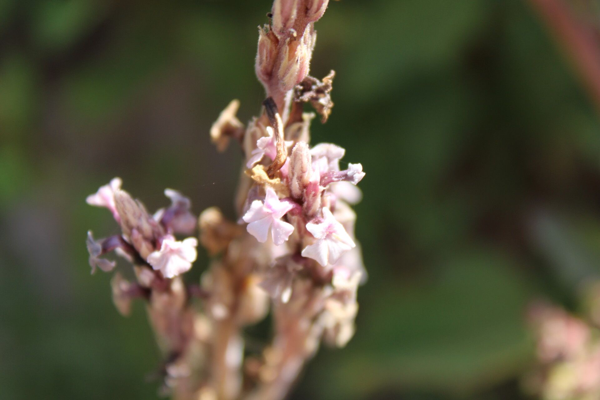 Striga barthlottii flower