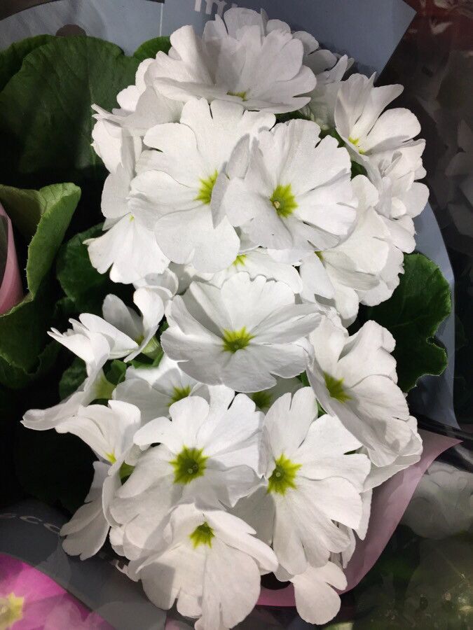 Primula hirsuta flower