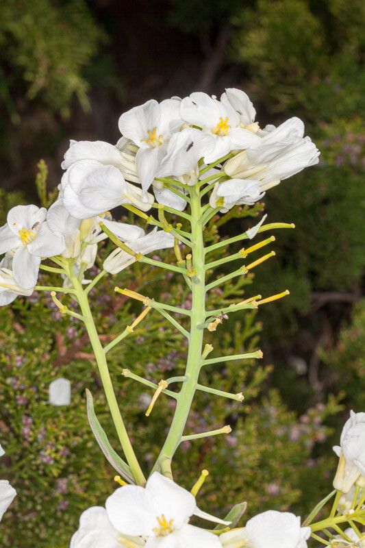 Brassica insularis bark