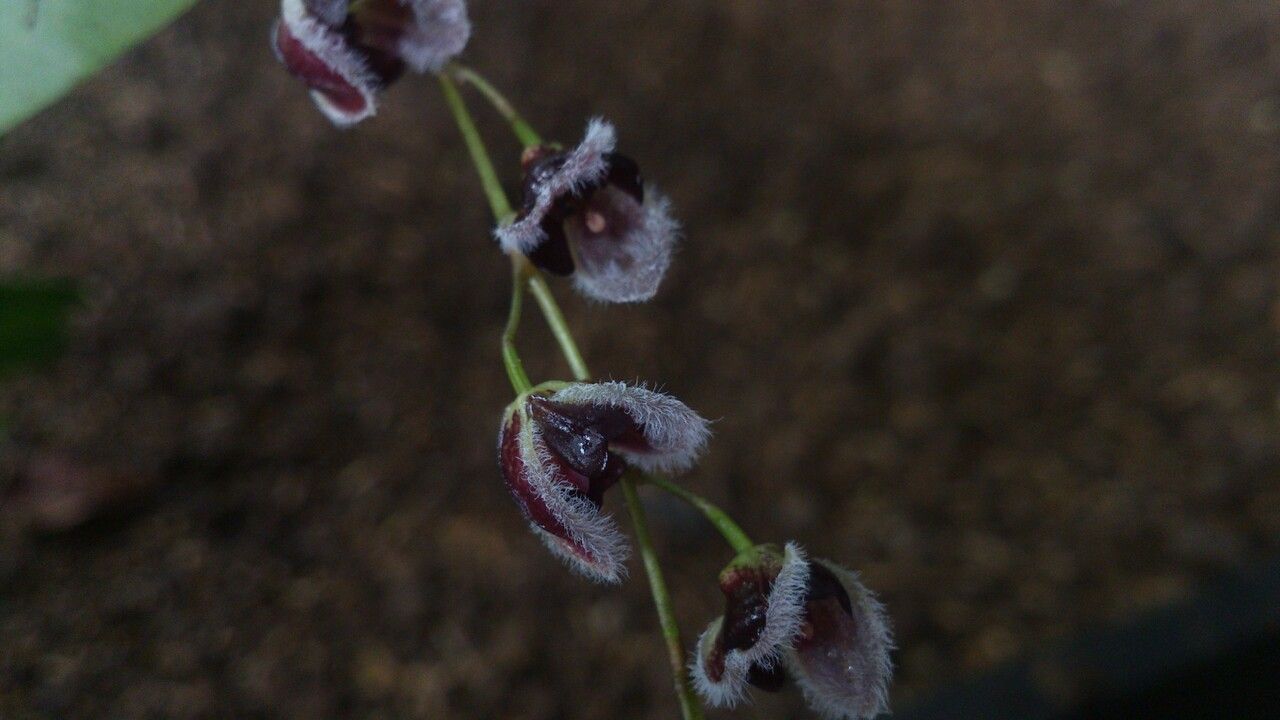 Stelis convallaria flower