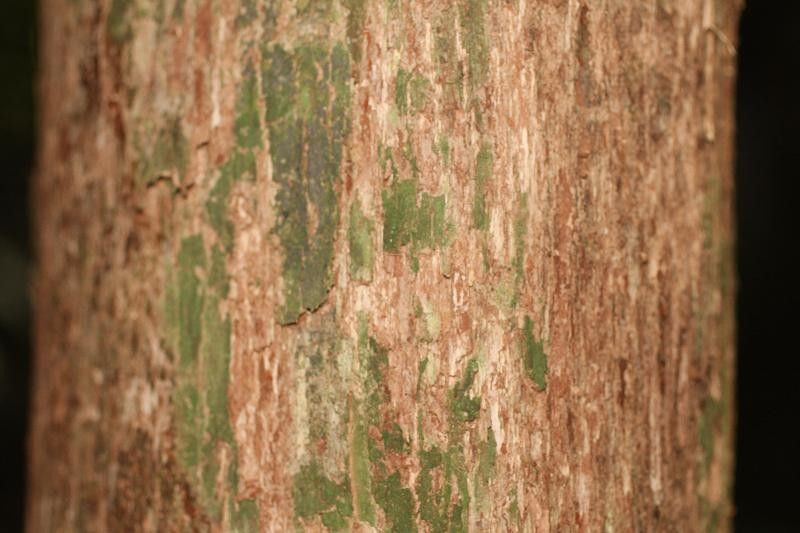 Pouteria fimbriata bark