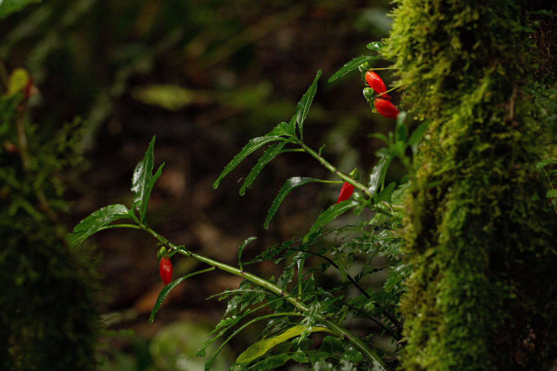 Impatiens keilii habit