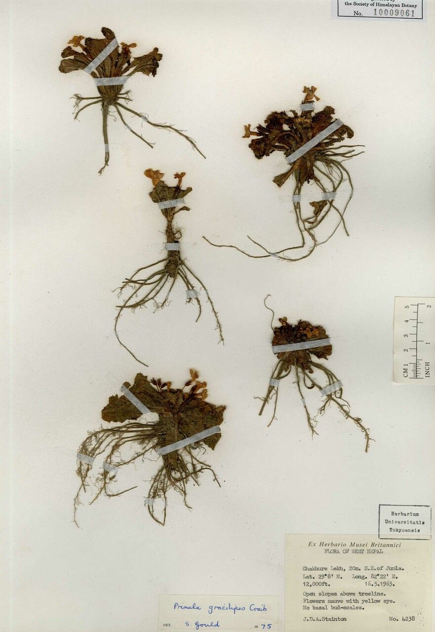 Primula gracilipes other
