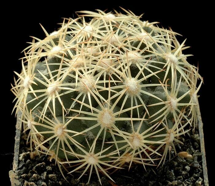 Coryphantha compacta — related species from the same genus