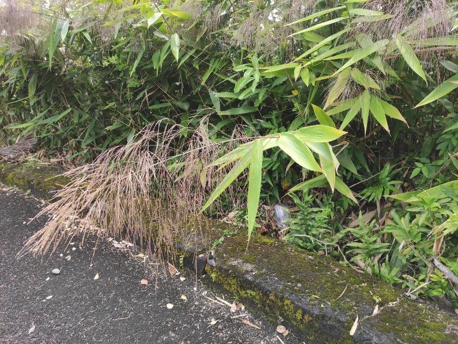 Thysanolaena latifolia flower