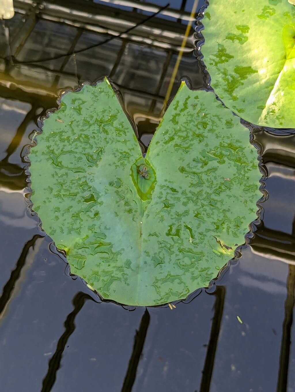 Nymphaea × daubenyana — search result for 'Nymphaea'