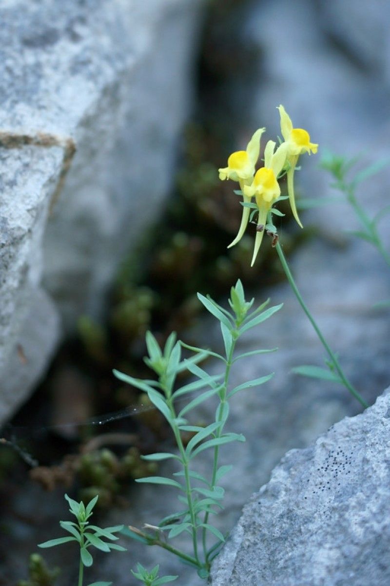 Linaria propinqua flower