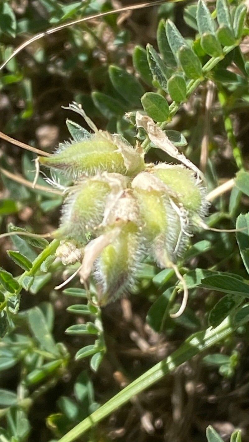 Astragalus onobrychis fruit