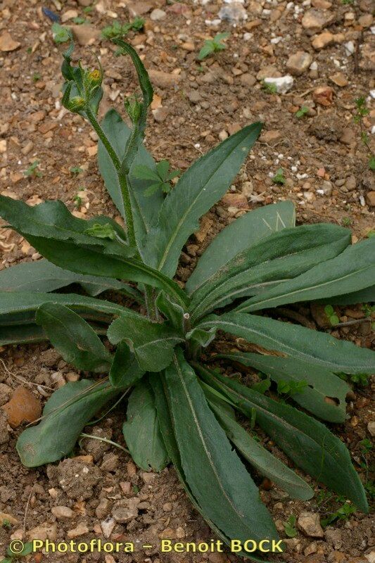 Senecio ruthenensis habit