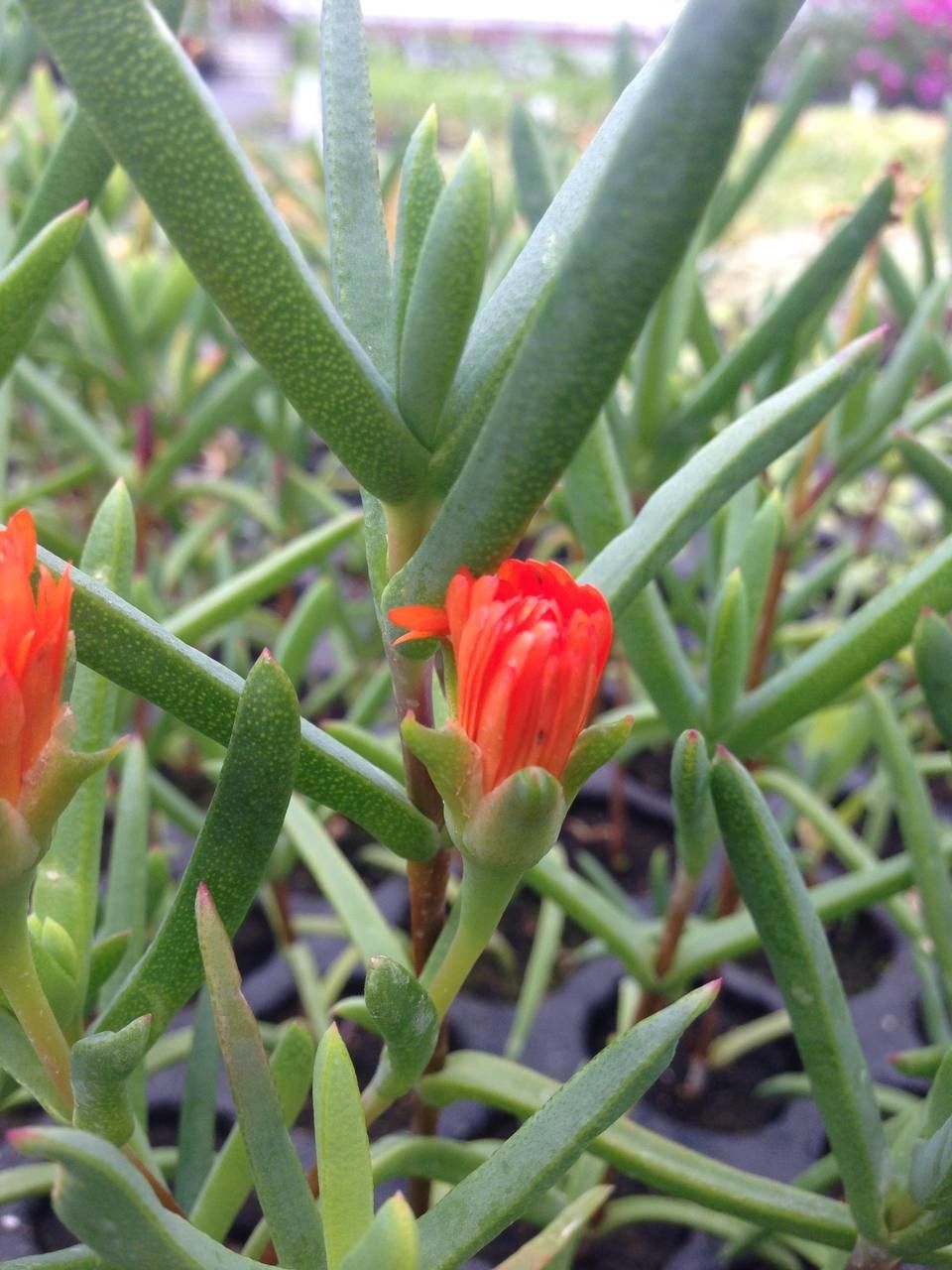 Lampranthus aurantiacus flower
