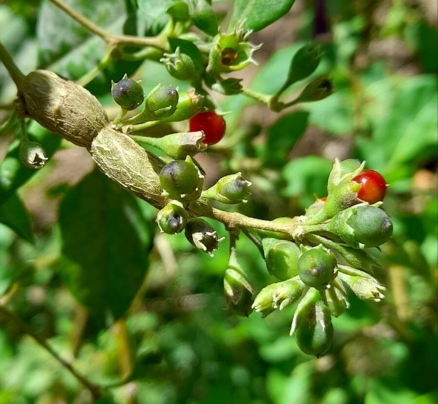 Lycium cestroides fruit