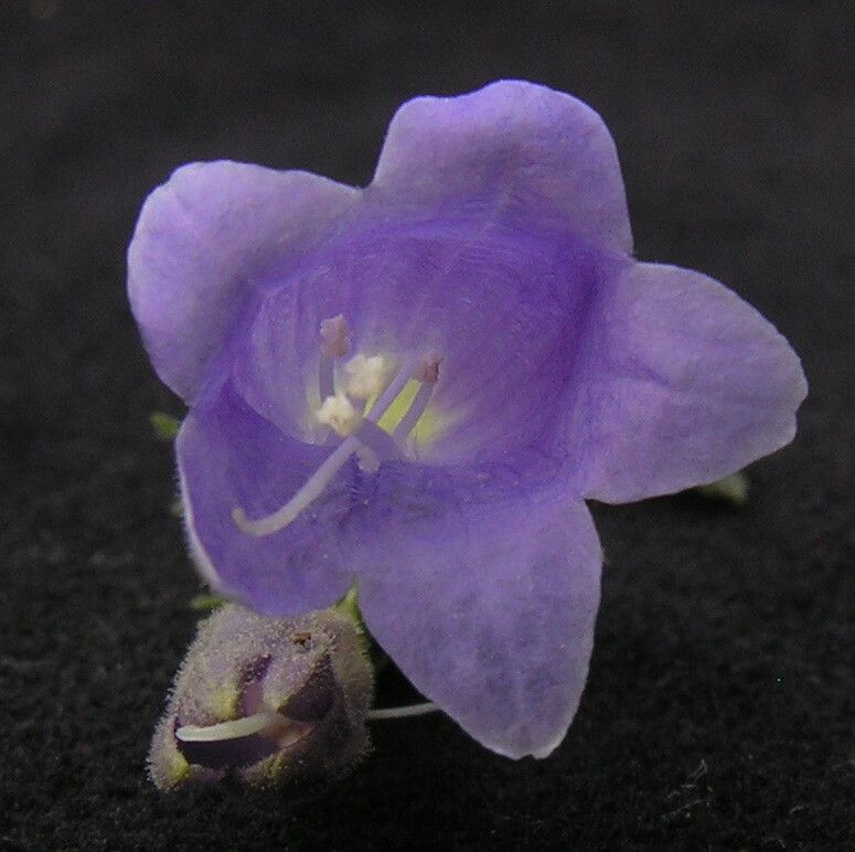 Strobilanthes violifolia — houseplant care guide