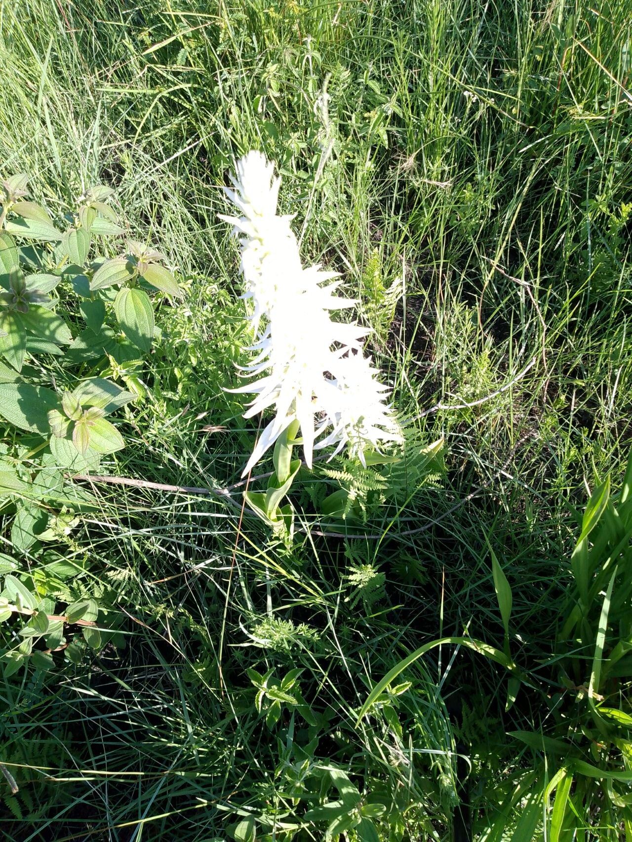 Satyrium trinerve habit
