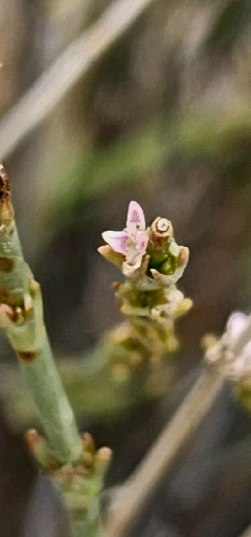 Thesium compressum bark