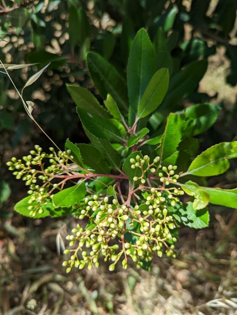 Heteromeles arbutifolia flower