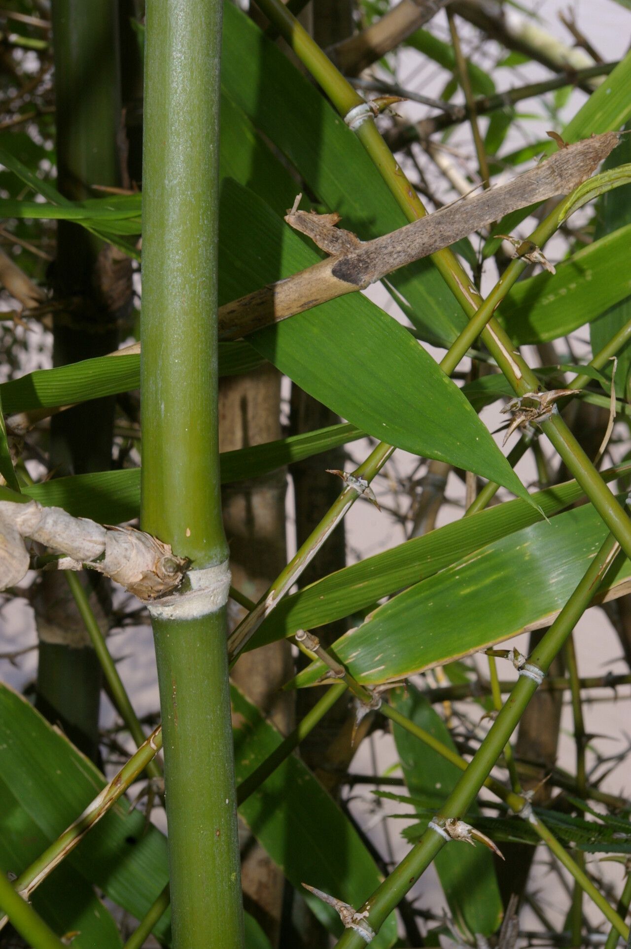 Guadua amplexifolia fruit