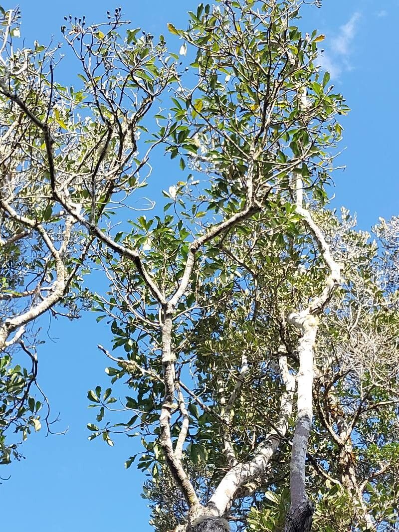 Anthocleista madagascariensis habit