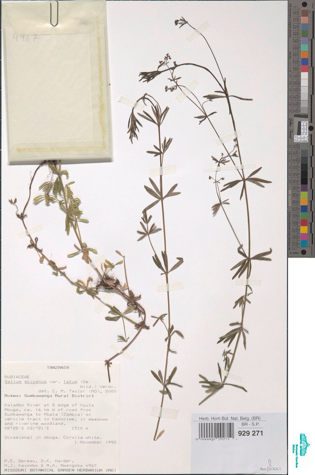 Galium scioanum — houseplant care guide