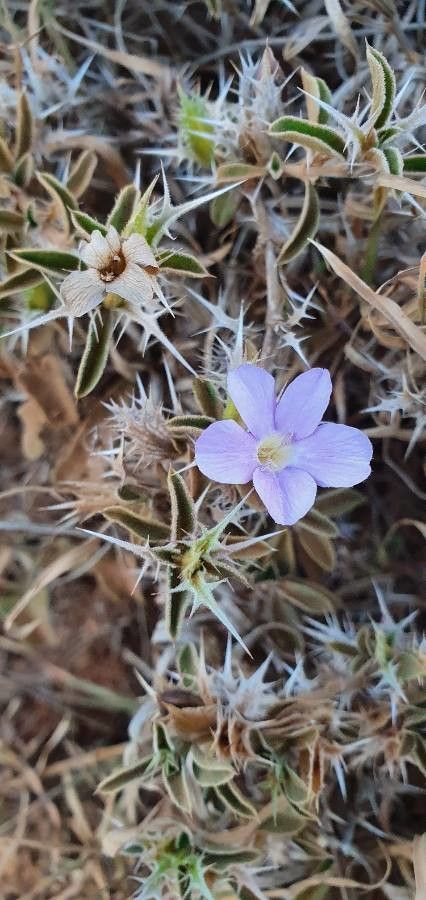 Barleria delamerei flower
