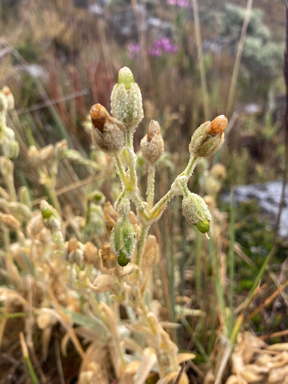 Cerastium floccosum fruit