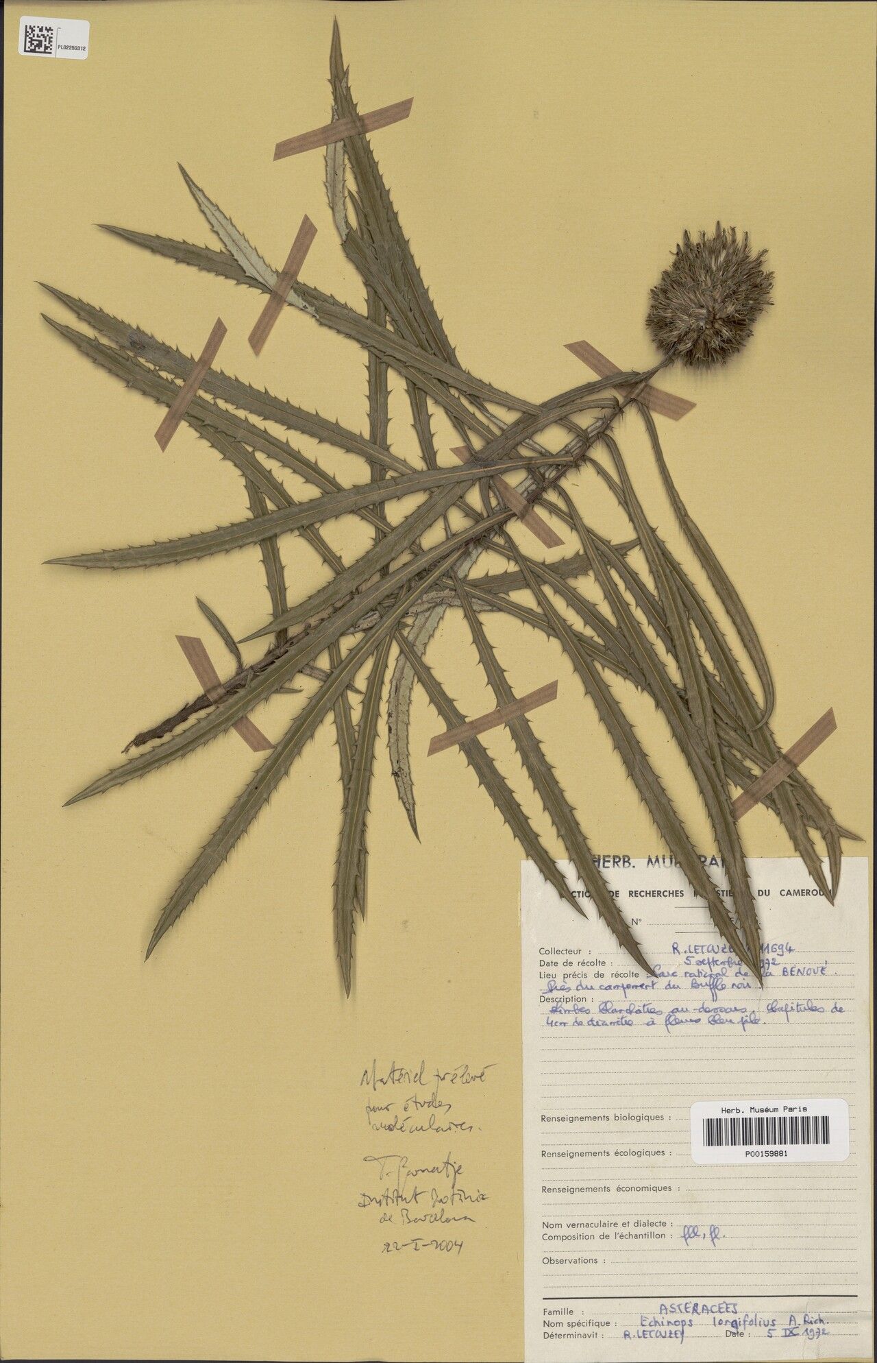 Echinops himantophyllus — search result for 'Echinops'