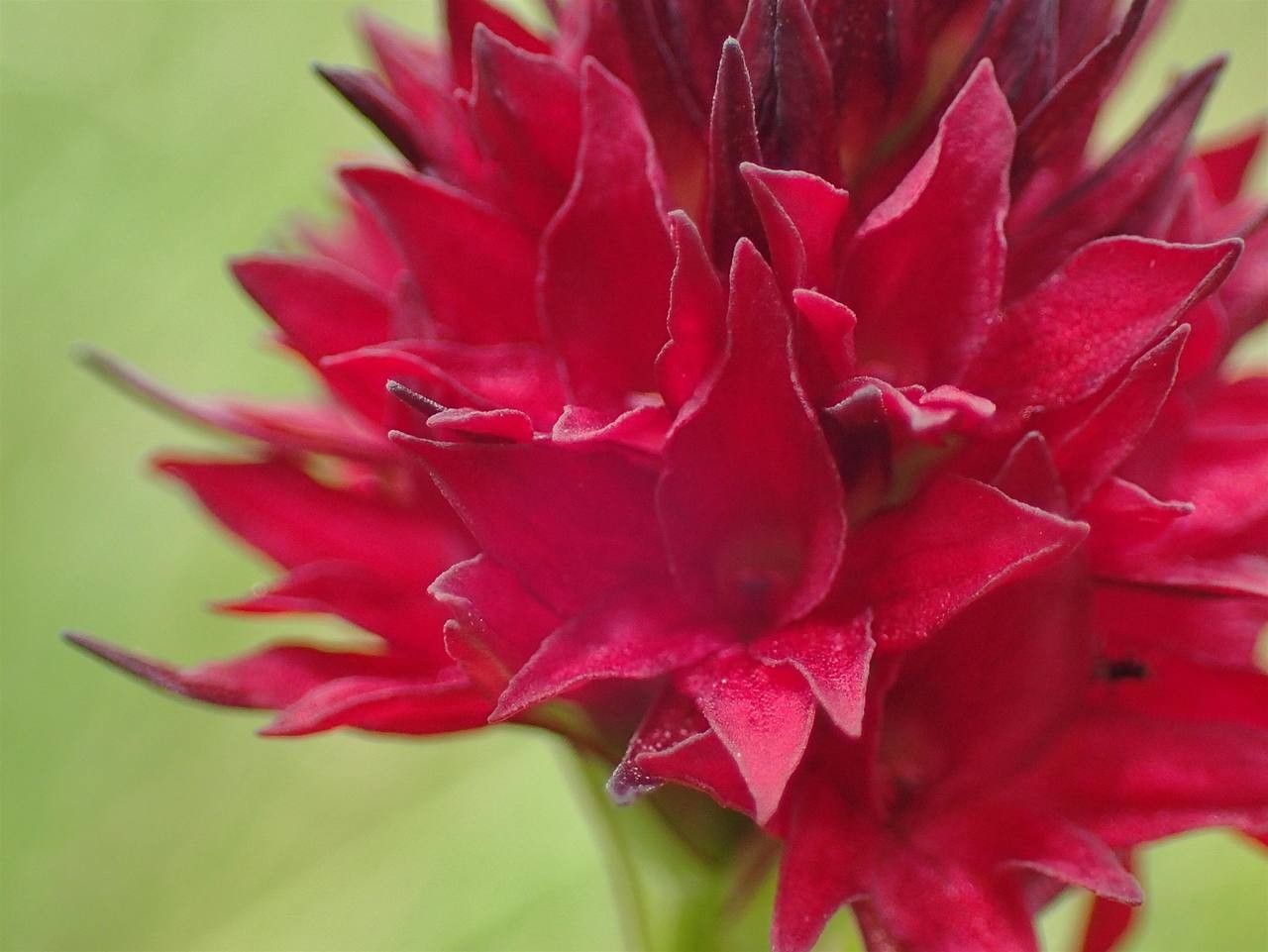 Gymnadenia rhellicani flower