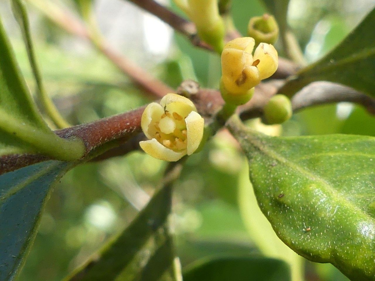 Turraea thouarsiana flower