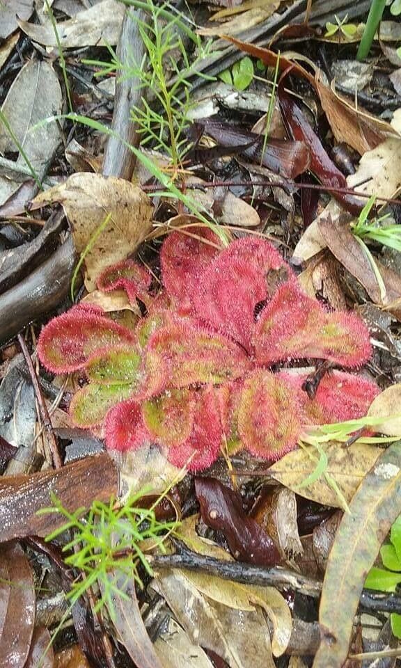 Drosera collinsiae — houseplant care guide