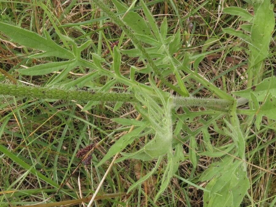 Knautia arvensis leaf