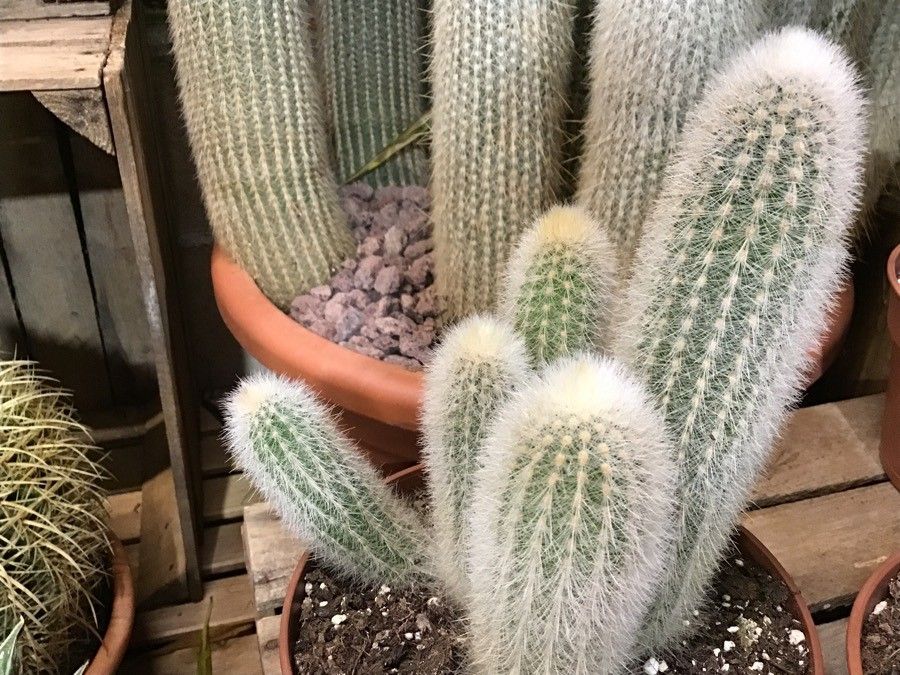 Espostoa senilis — houseplant care guide