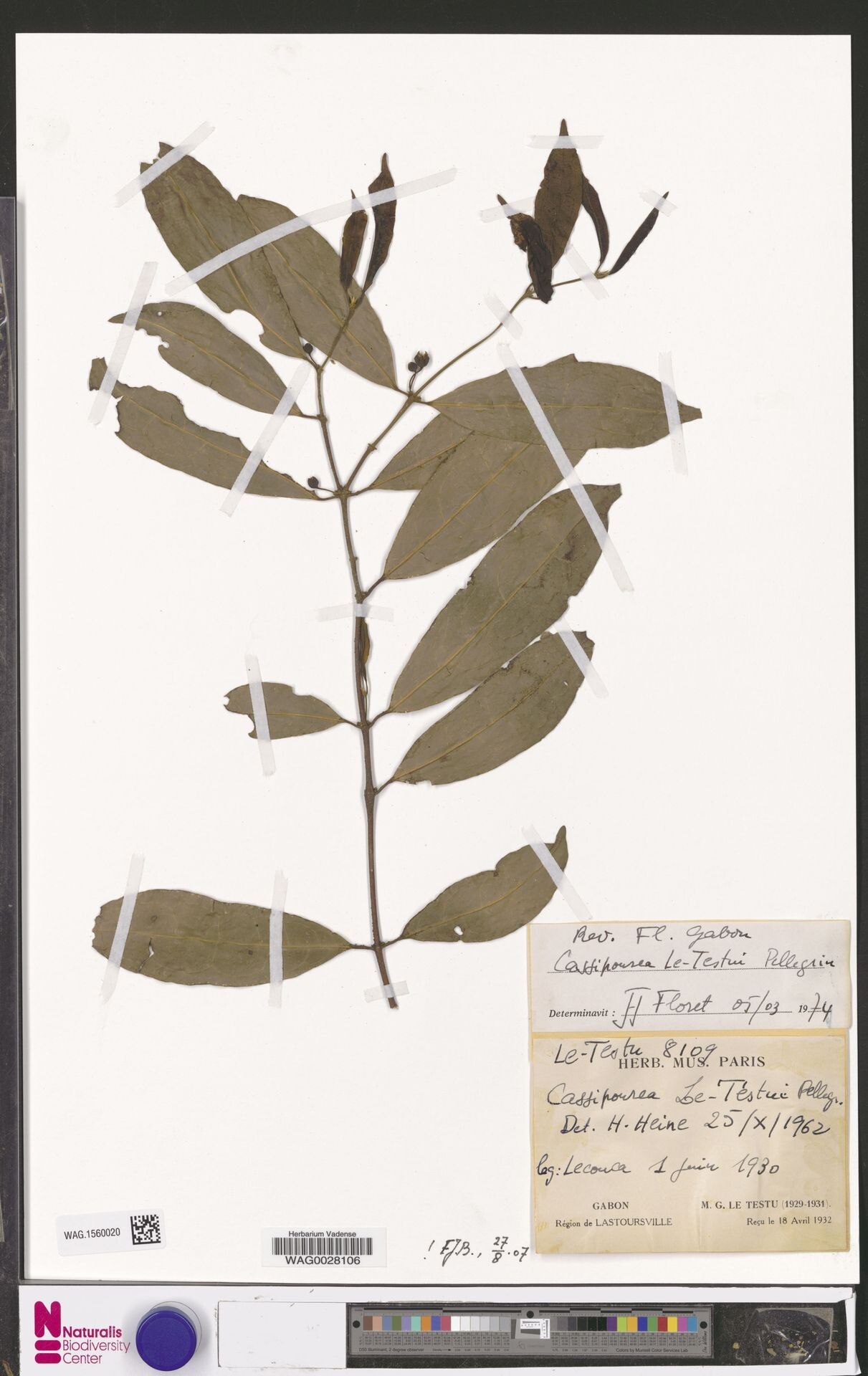 Cassipourea letestui — search result for 'Cassipourea'