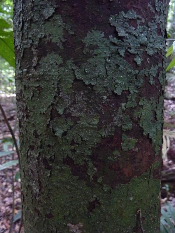 Licaria guianensis bark