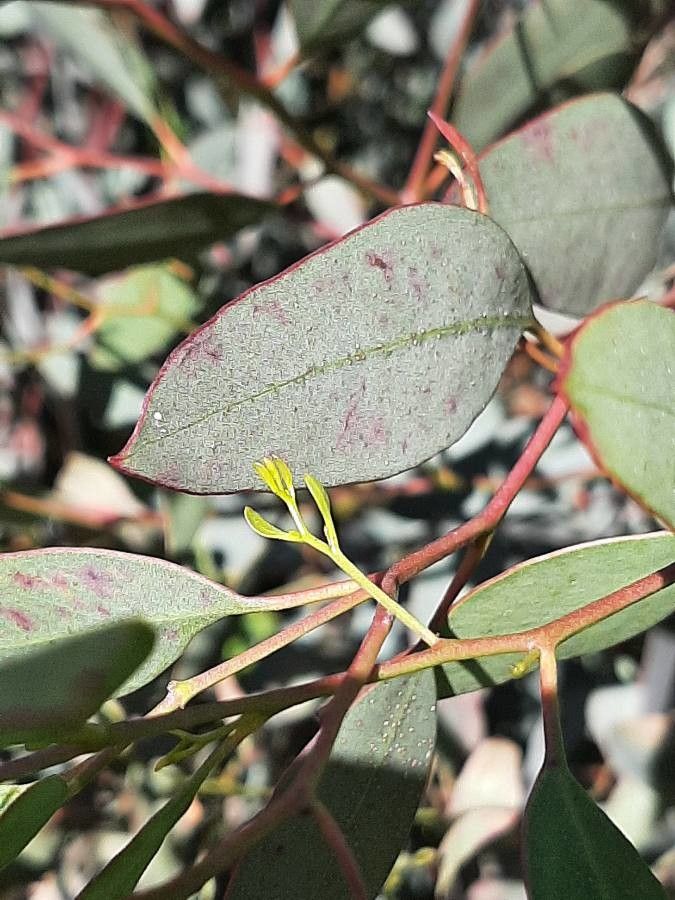 Eucalyptus pauciflora leaf