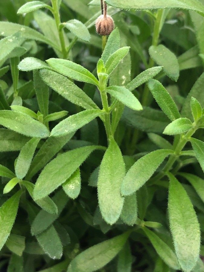 Felicia amelloides leaf