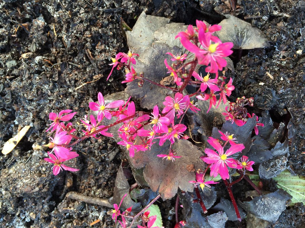 Lewisia leeana flower