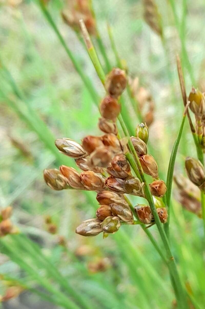 Juncus dichotomus fruit