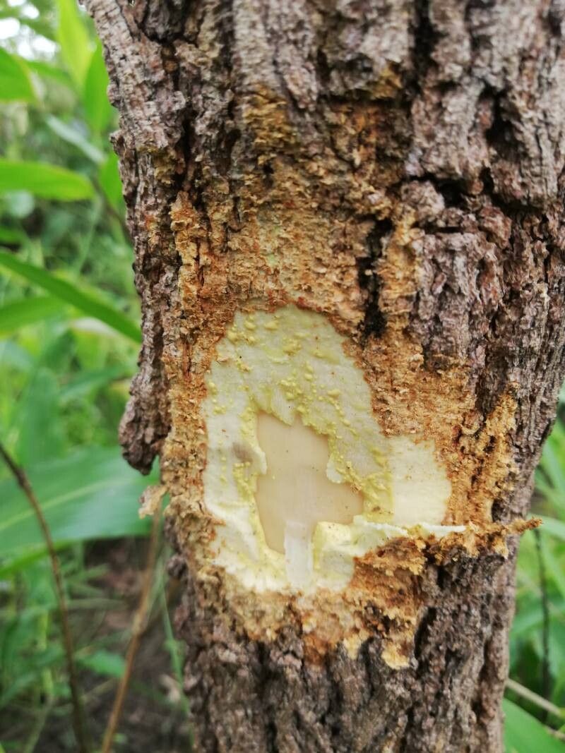 Garcinia huillensis bark