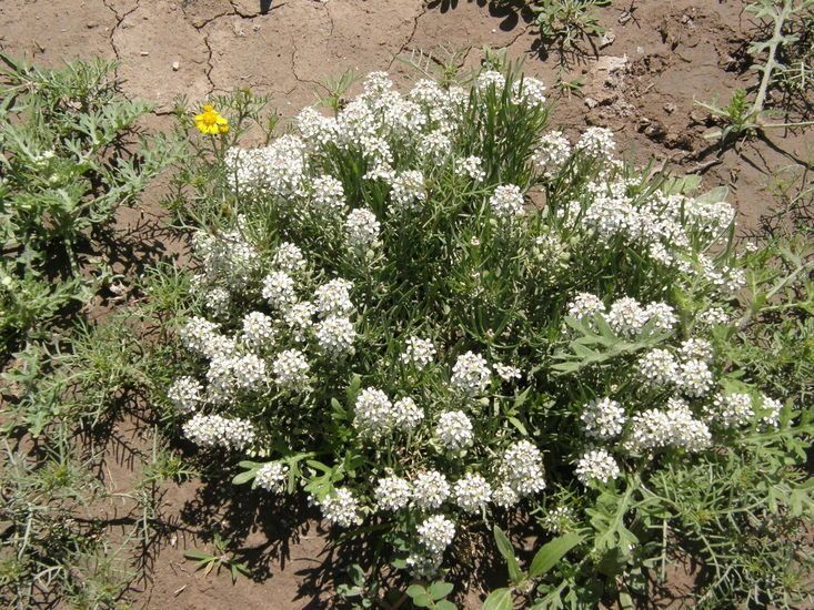 Lepidium alyssoides habit