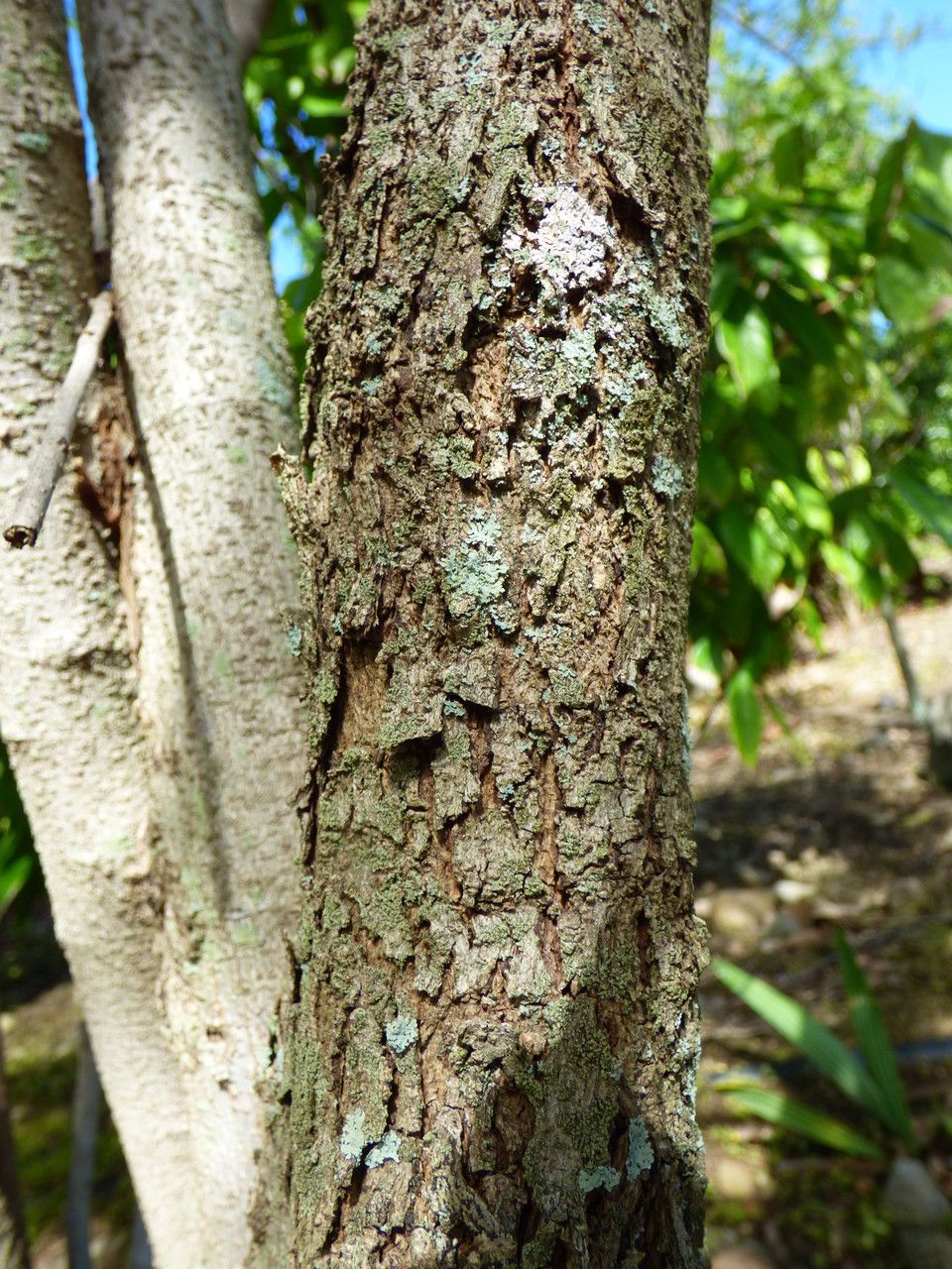 Phyllanthus niruroides bark