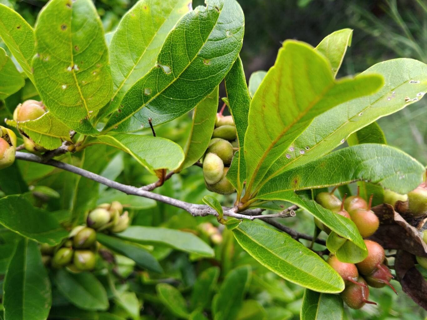 Tetracera rutenbergii — houseplant care guide