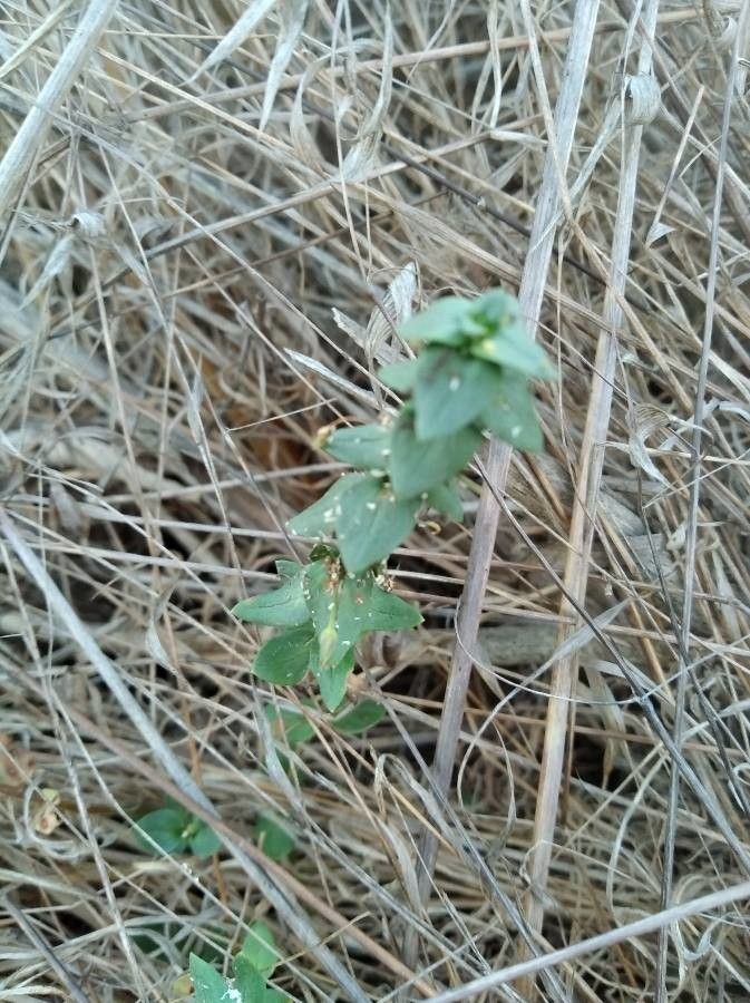 Keckiella cordifolia — search result for 'Scrophulariaceae'