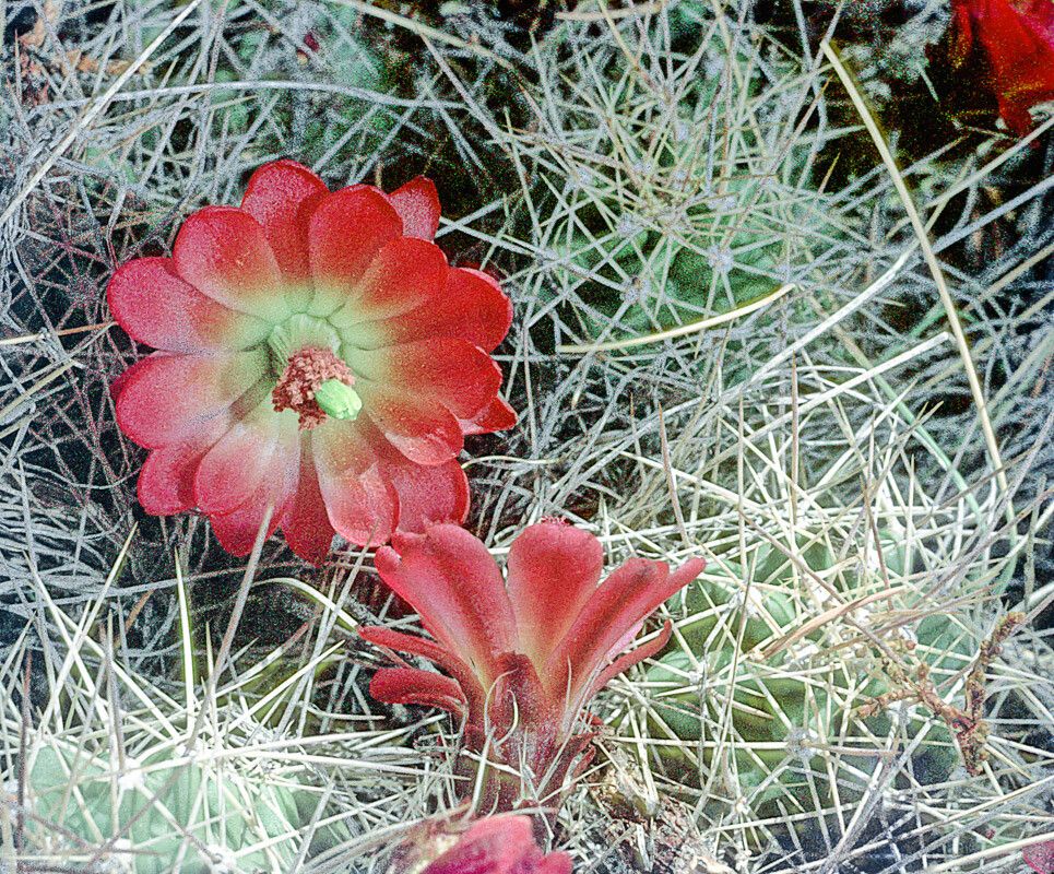 Echinocereus triglochidiatus flower