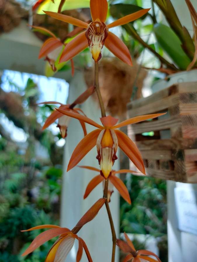 Calanthe wallichii flower