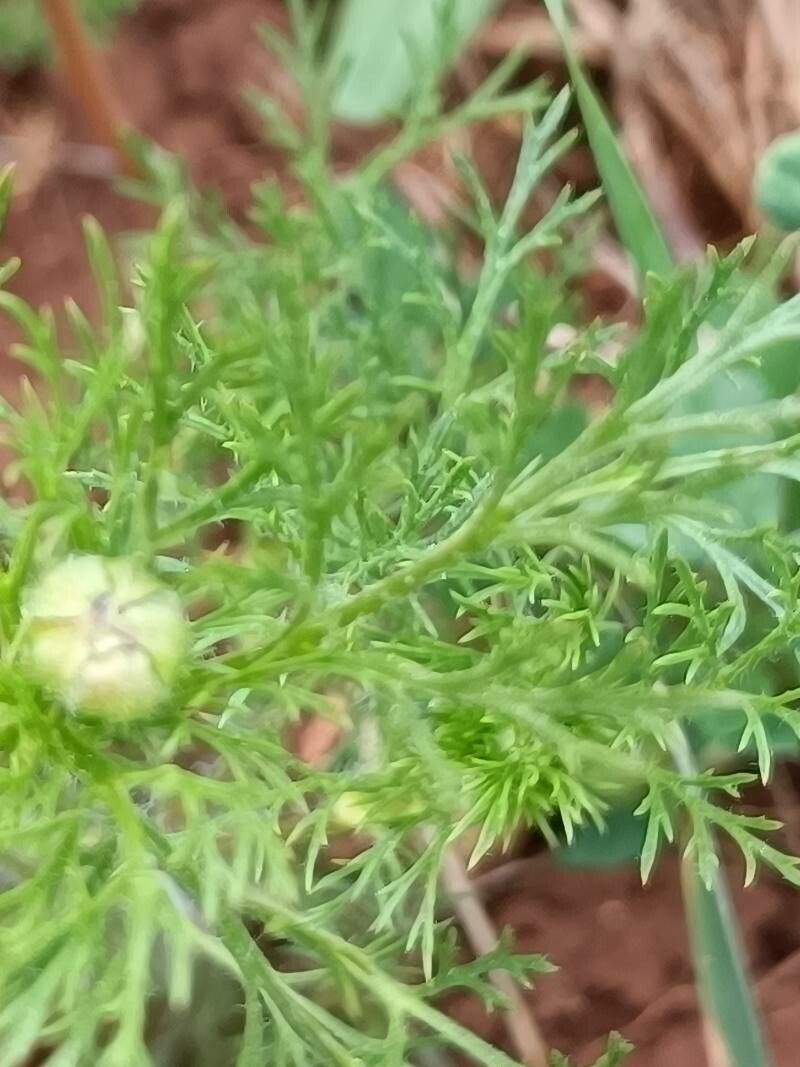 Adonis flammea — search result for 'Adonis'